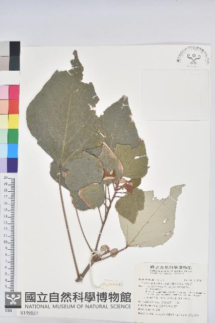 白匏子藏品圖，第1張