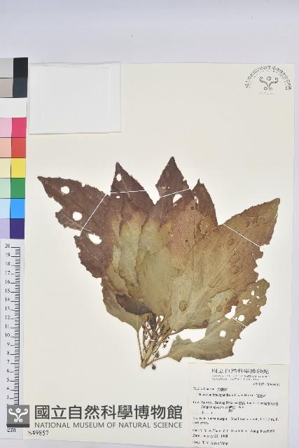 假鐵莧藏品圖，第1張