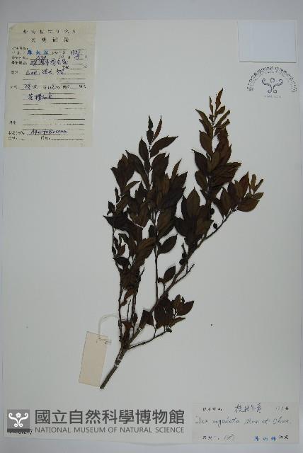 稜枝冬青藏品圖，第1張