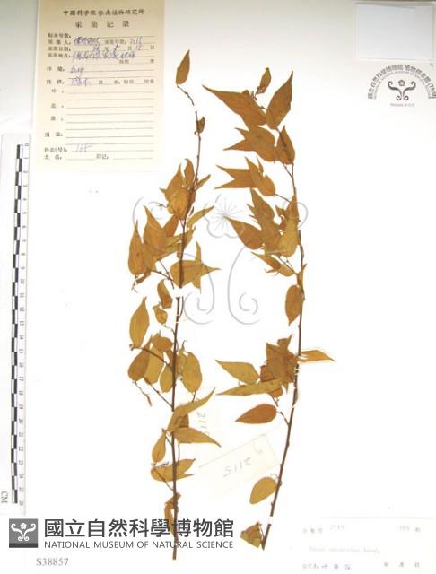 銳葉山黃麻藏品圖，第1張