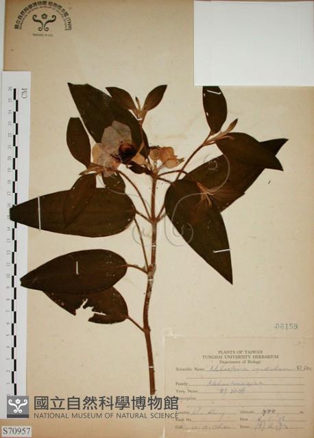 野牡丹藏品圖，第1張