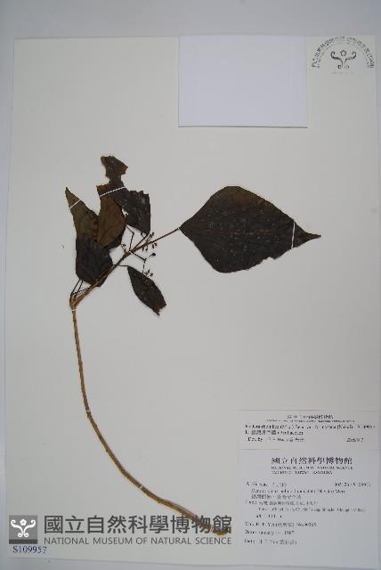 臺灣常春藤藏品圖，第1張