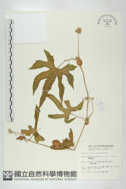 雙輪瓜藏品圖，第1張