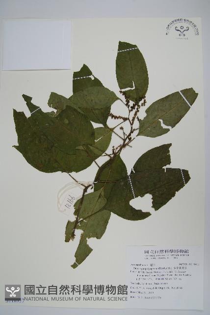 多子漿果莧藏品圖，第1張