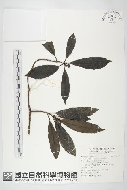 桃葉珊瑚藏品圖，第1張