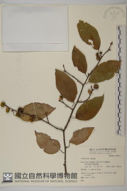 登錄號:S049557藏品圖，第1張