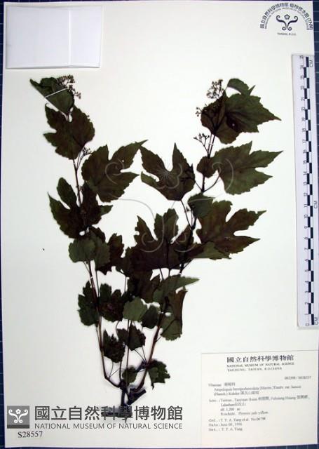 漢氏山葡萄藏品圖，第1張