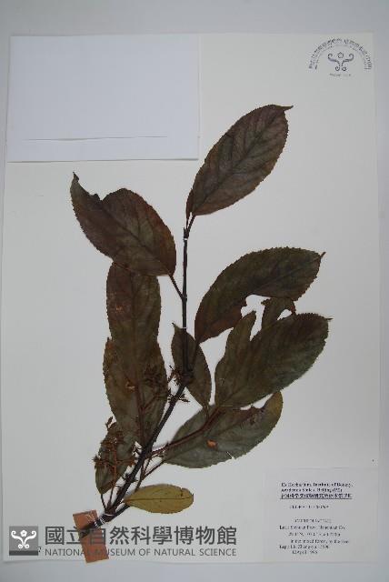 登錄號:S048557藏品圖，第1張