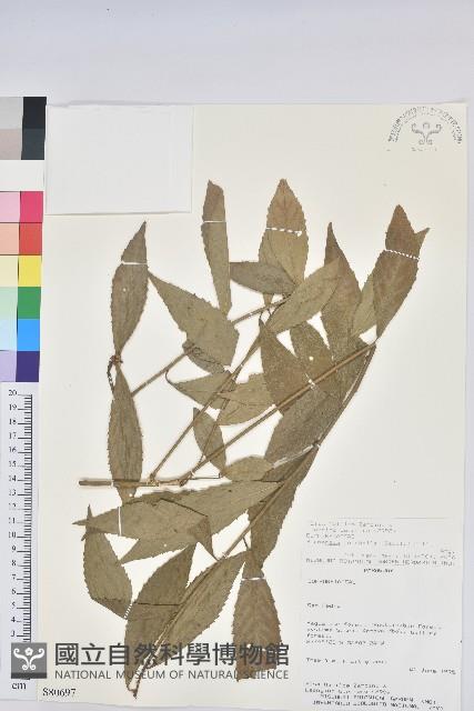 登錄號:S080697藏品圖，第1張