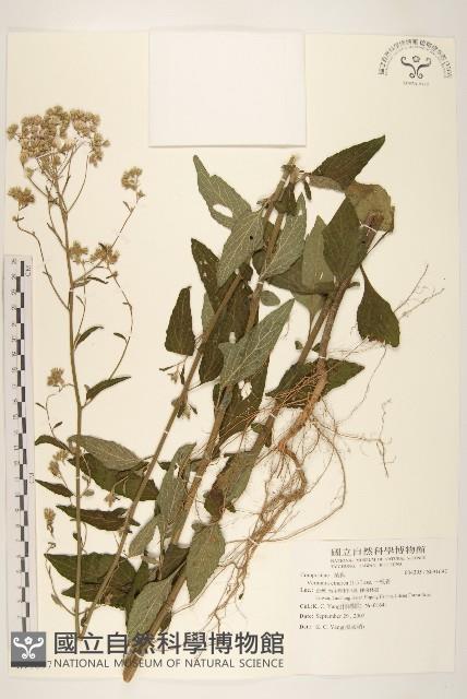 一枝香藏品圖，第1張