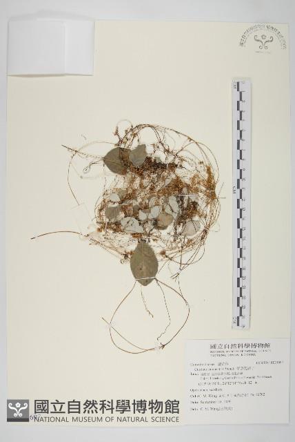 平原菟絲子藏品圖，第1張