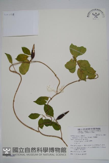 武靴藤藏品圖，第1張