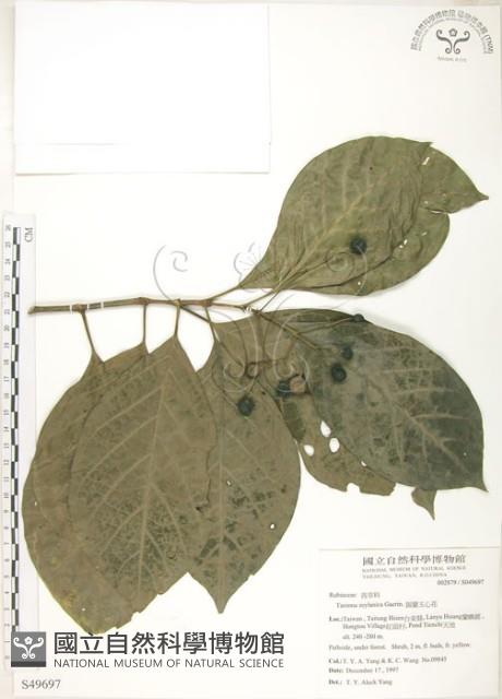 錫蘭玉心花藏品圖，第1張