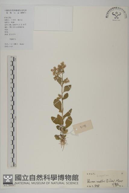 柔毛艾納香藏品圖，第1張