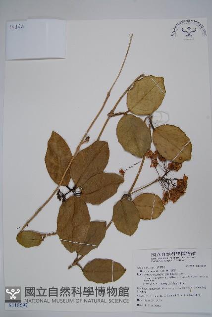 毬蘭藏品圖，第1張