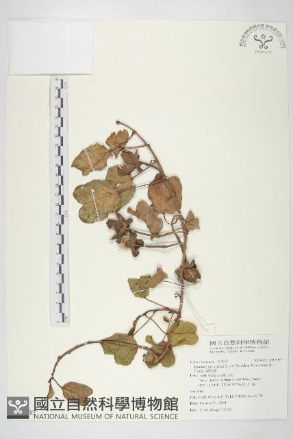 馬鞍藤藏品圖，第1張