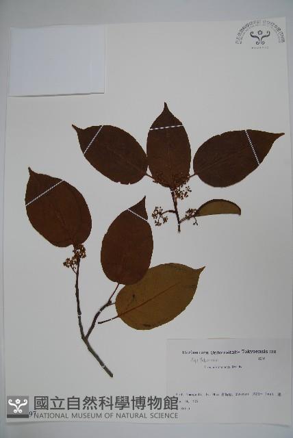 朱紅水木藏品圖，第1張