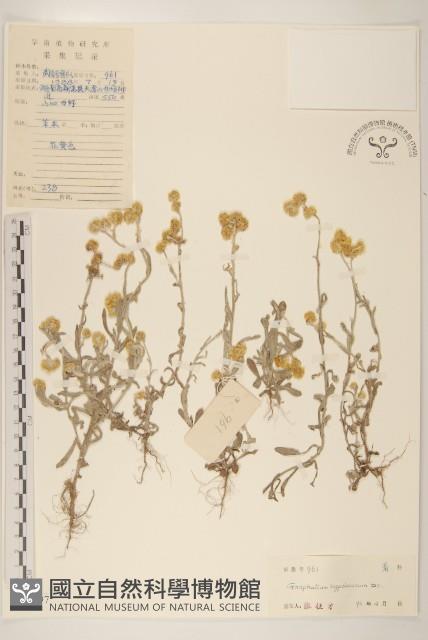 秋鼠麴草藏品圖，第1張