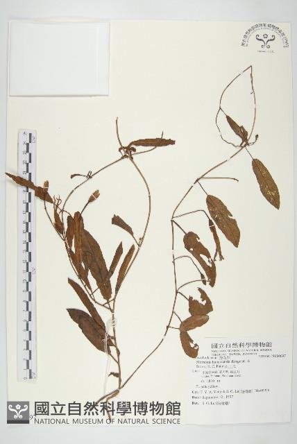 山土瓜藏品圖，第1張