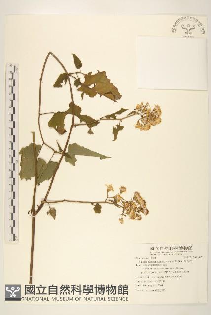 蔓黃菀藏品圖，第1張