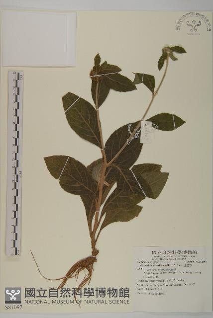 煙管草藏品圖，第1張