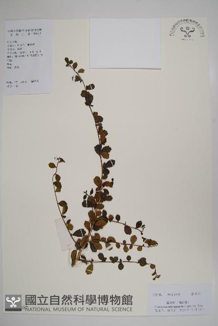 小葉厚殼樹、基及樹藏品圖，第1張