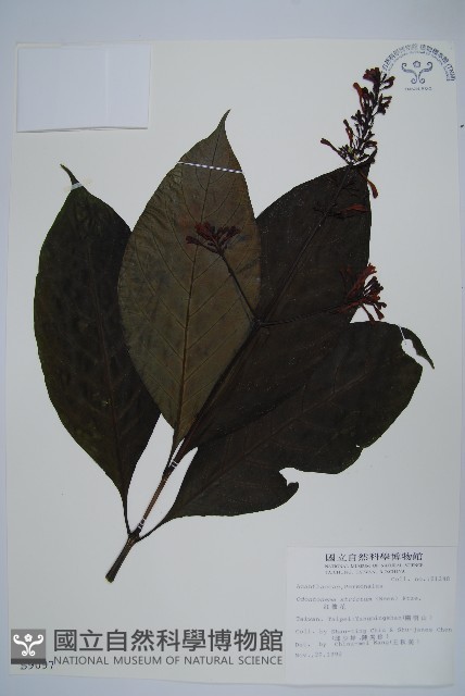 紅樓花藏品圖，第1張