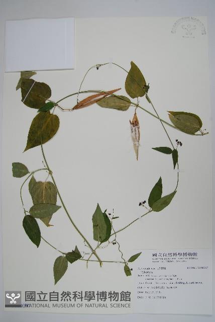 登錄號:S108097藏品圖，第1張