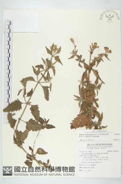 貓腥草藏品圖，第1張