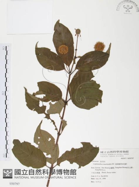 風箱樹藏品圖，第1張