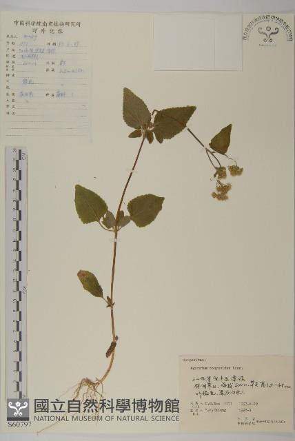 霍香薊藏品圖，第1張