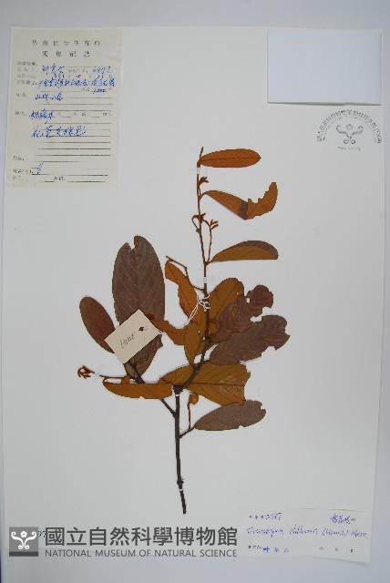 瓜馥木藏品圖，第1張