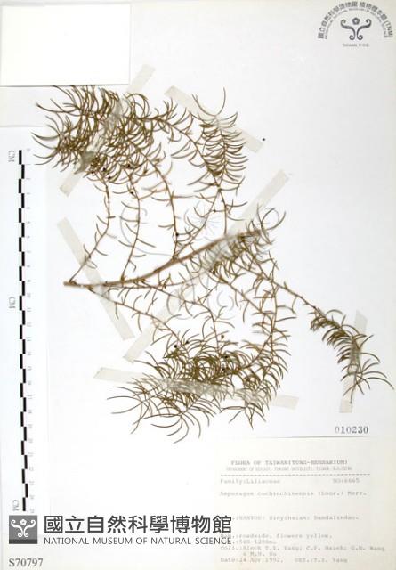 天門冬藏品圖，第1張