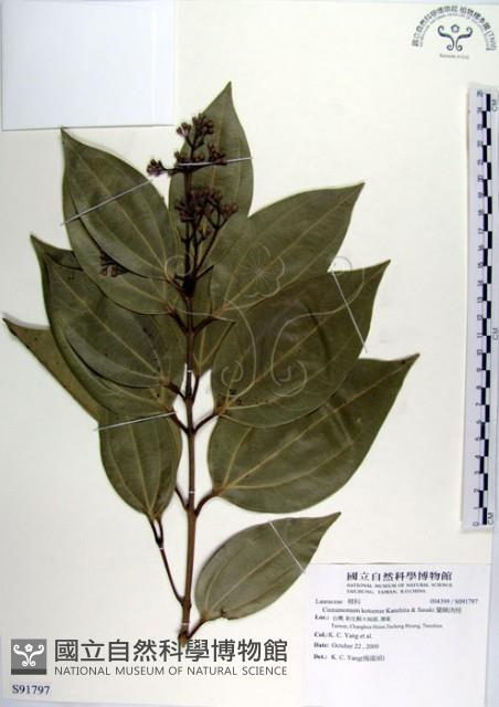 蘭嶼肉桂藏品圖，第1張