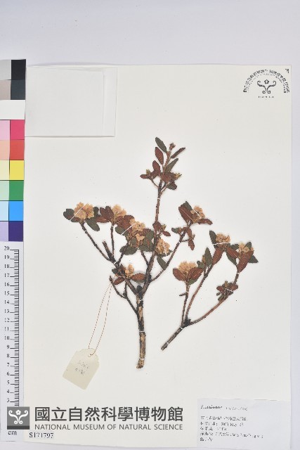 登錄號:S171797藏品圖，第1張