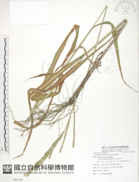 吳氏雀稗藏品圖，第1張