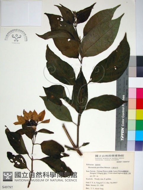 玉葉金花藏品圖，第1張