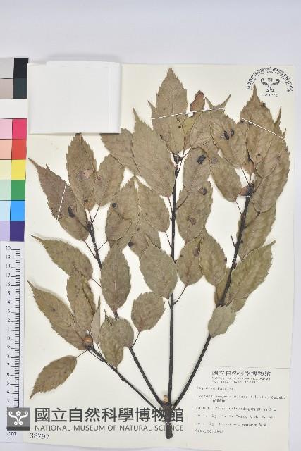 青剛櫟、鐵椆藏品圖，第1張