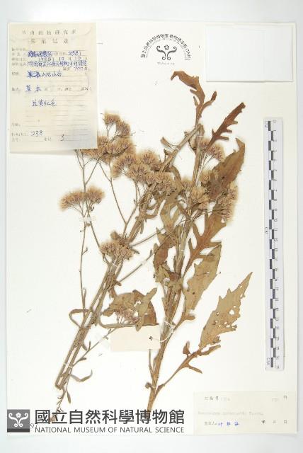 登錄號:S038797藏品圖，第1張