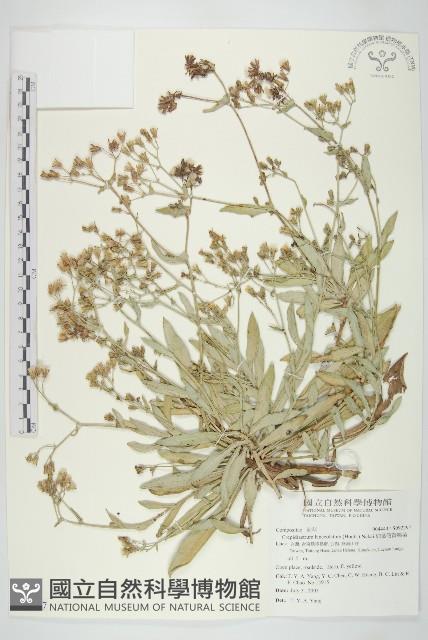 細葉假黃鵪菜藏品圖，第1張