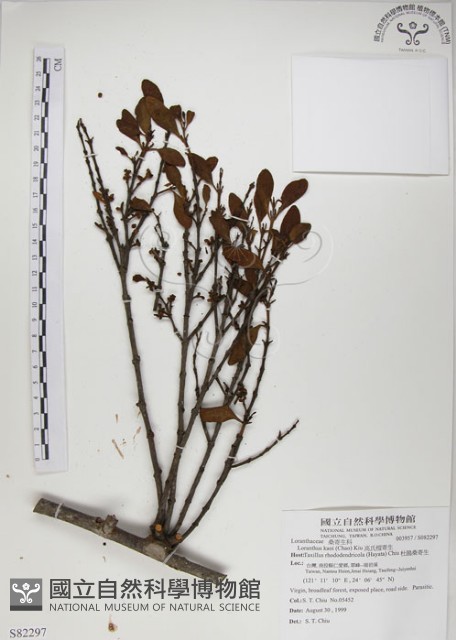 高氏桑寄生藏品圖，第1張