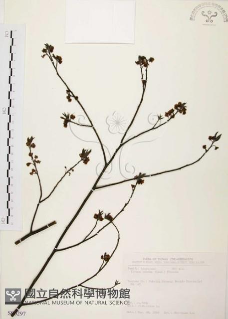 山胡椒藏品圖，第1張