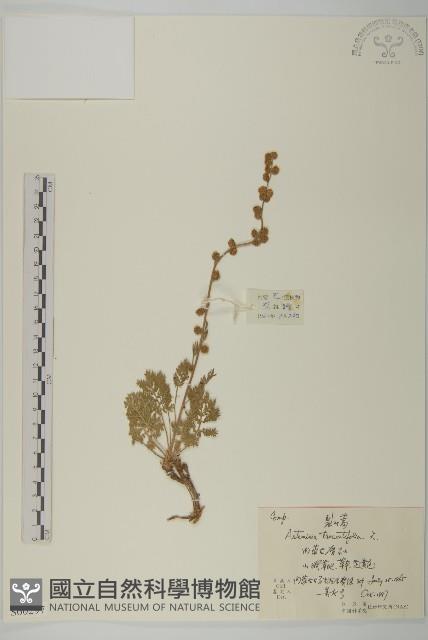 裂葉蒿藏品圖，第1張