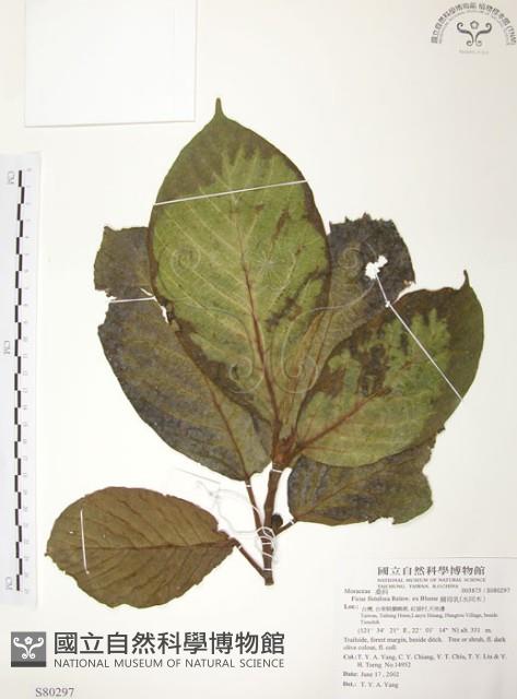 豬母乳、水同木藏品圖，第1張