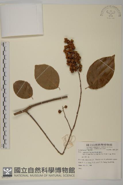 登錄號:S081297藏品圖，第1張