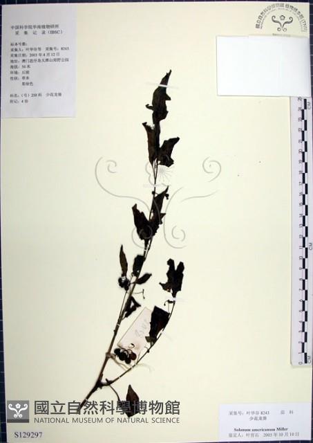 光果龍葵藏品圖，第1張