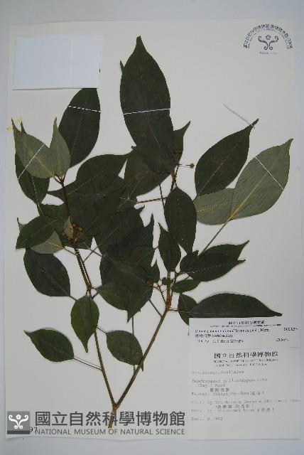 臺灣樹參藏品圖，第1張