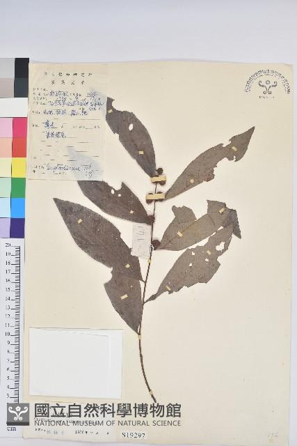 湖北算盤子藏品圖，第1張