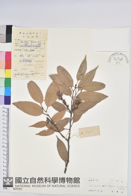 反刺苦櫧藏品圖，第1張