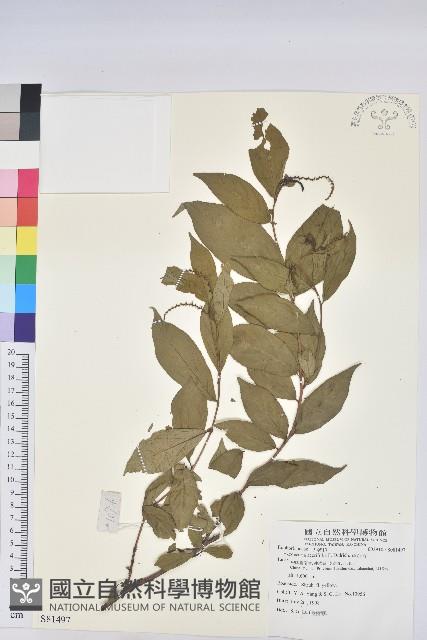 草沉香藏品圖，第1張